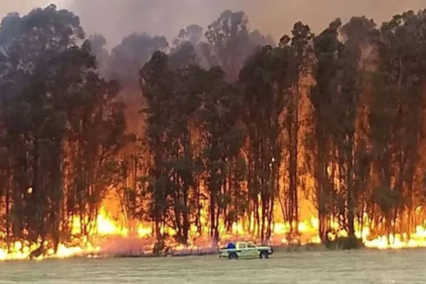 INCENDIO FORESTAL EN TANDIL