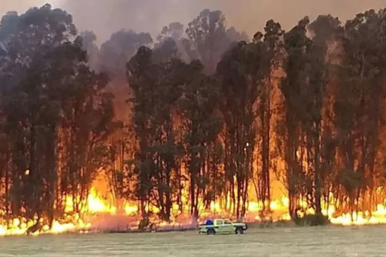 INCENDIO FORESTAL EN TANDIL